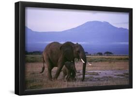 Elephants-null-Framed Poster