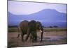 Elephants-null-Mounted Poster