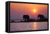 Elephants-null-Framed Stretched Canvas