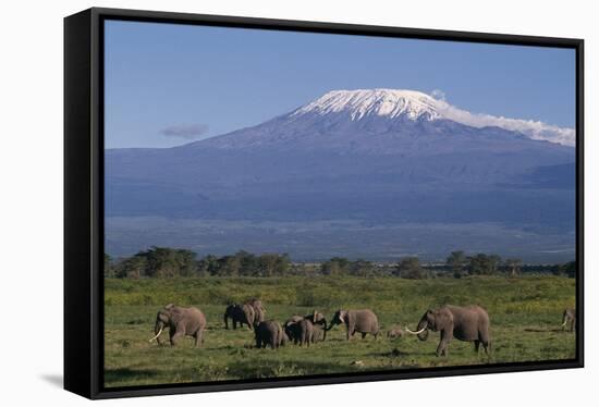 Elephants-DLILLC-Framed Stretched Canvas