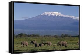 Elephants-DLILLC-Framed Stretched Canvas