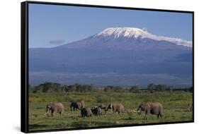 Elephants-DLILLC-Framed Stretched Canvas