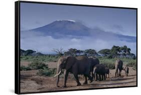 Elephants-DLILLC-Framed Stretched Canvas