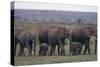 Elephants-DLILLC-Stretched Canvas