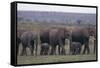 Elephants-DLILLC-Framed Stretched Canvas