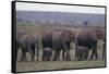 Elephants-DLILLC-Framed Stretched Canvas