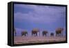 Elephants-DLILLC-Framed Stretched Canvas