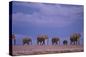 Elephants-DLILLC-Stretched Canvas