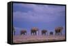 Elephants-DLILLC-Framed Stretched Canvas