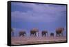 Elephants-DLILLC-Framed Stretched Canvas