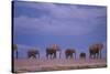 Elephants-DLILLC-Stretched Canvas