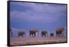 Elephants-DLILLC-Framed Stretched Canvas