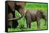 Elephants-BlueOrange Studio-Framed Stretched Canvas