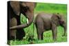 Elephants-BlueOrange Studio-Stretched Canvas