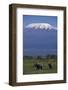 Elephants-DLILLC-Framed Photographic Print