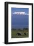 Elephants-DLILLC-Framed Photographic Print