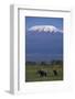 Elephants-DLILLC-Framed Photographic Print