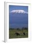 Elephants-DLILLC-Framed Photographic Print