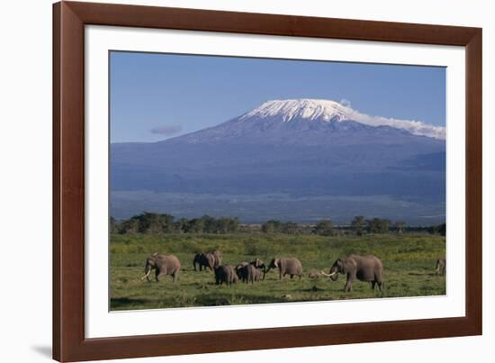 Elephants-DLILLC-Framed Photographic Print