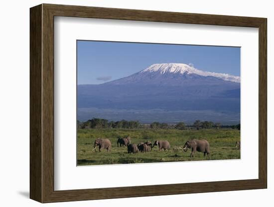 Elephants-DLILLC-Framed Photographic Print