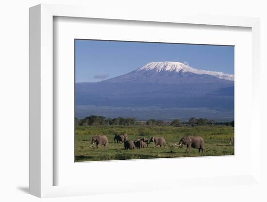 Elephants-DLILLC-Framed Photographic Print