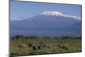 Elephants-DLILLC-Mounted Photographic Print