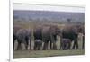 Elephants-DLILLC-Framed Photographic Print