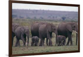 Elephants-DLILLC-Framed Photographic Print