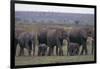 Elephants-DLILLC-Framed Photographic Print