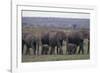 Elephants-DLILLC-Framed Photographic Print