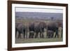 Elephants-DLILLC-Framed Photographic Print