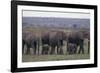 Elephants-DLILLC-Framed Photographic Print