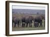 Elephants-DLILLC-Framed Photographic Print