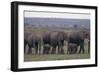 Elephants-DLILLC-Framed Photographic Print