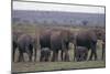 Elephants-DLILLC-Mounted Photographic Print