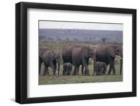 Elephants-DLILLC-Framed Photographic Print