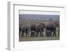 Elephants-DLILLC-Framed Photographic Print