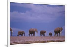 Elephants-DLILLC-Framed Photographic Print