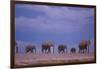 Elephants-DLILLC-Framed Photographic Print