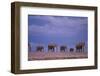 Elephants-DLILLC-Framed Photographic Print