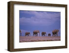 Elephants-DLILLC-Framed Photographic Print