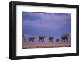 Elephants-DLILLC-Framed Photographic Print