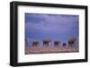 Elephants-DLILLC-Framed Photographic Print