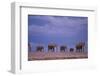 Elephants-DLILLC-Framed Photographic Print