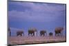 Elephants-DLILLC-Mounted Photographic Print