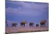 Elephants-DLILLC-Mounted Photographic Print