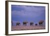 Elephants-DLILLC-Framed Photographic Print