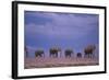 Elephants-DLILLC-Framed Photographic Print