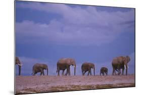 Elephants-DLILLC-Mounted Photographic Print