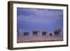 Elephants-DLILLC-Framed Photographic Print